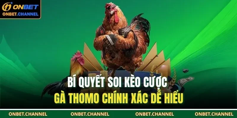 Bí quyết soi kèo cược gà Thomo chính xác dễ hiểu