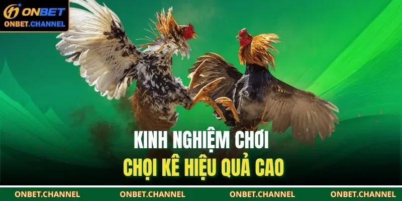 Đá Gà Cựa Dao | Nắm Luật Chọi Kê, Nâng Cao Cơ Hội Thắng 3 Kinh nghiệm chơi chợi kê hiệu quả cao
